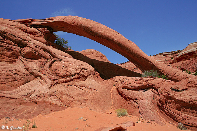 Cobra Arch